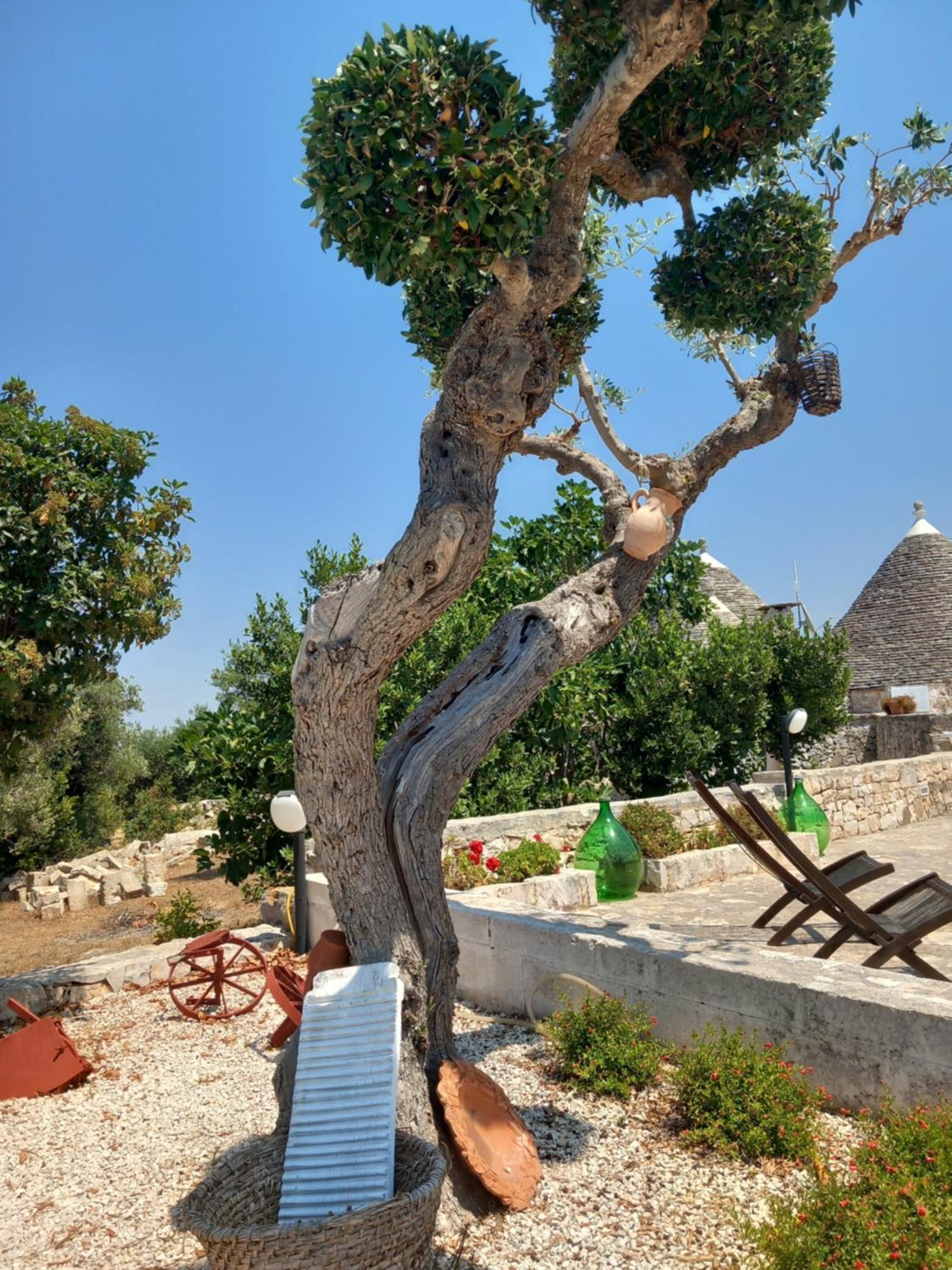 בית הארחה אלברובלו 	Trullo Monte Del Sale מראה חיצוני תמונה