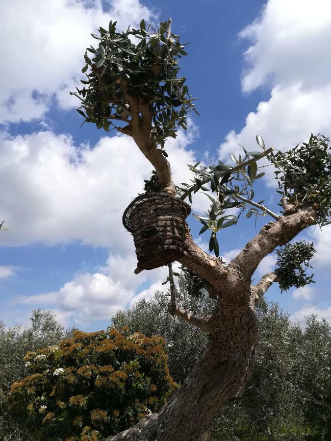 בית הארחה אלברובלו 	Trullo Monte Del Sale מראה חיצוני תמונה